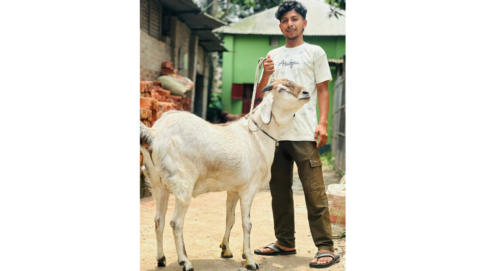 সৈয়দপুরে ৬৫ কেজি ওজনের সুলতানের ‘সুলতান’ নজর কাড়ছে